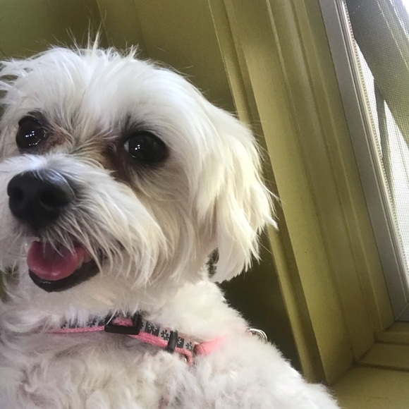 Meet your Posher, Calene - Picture 1 of 1